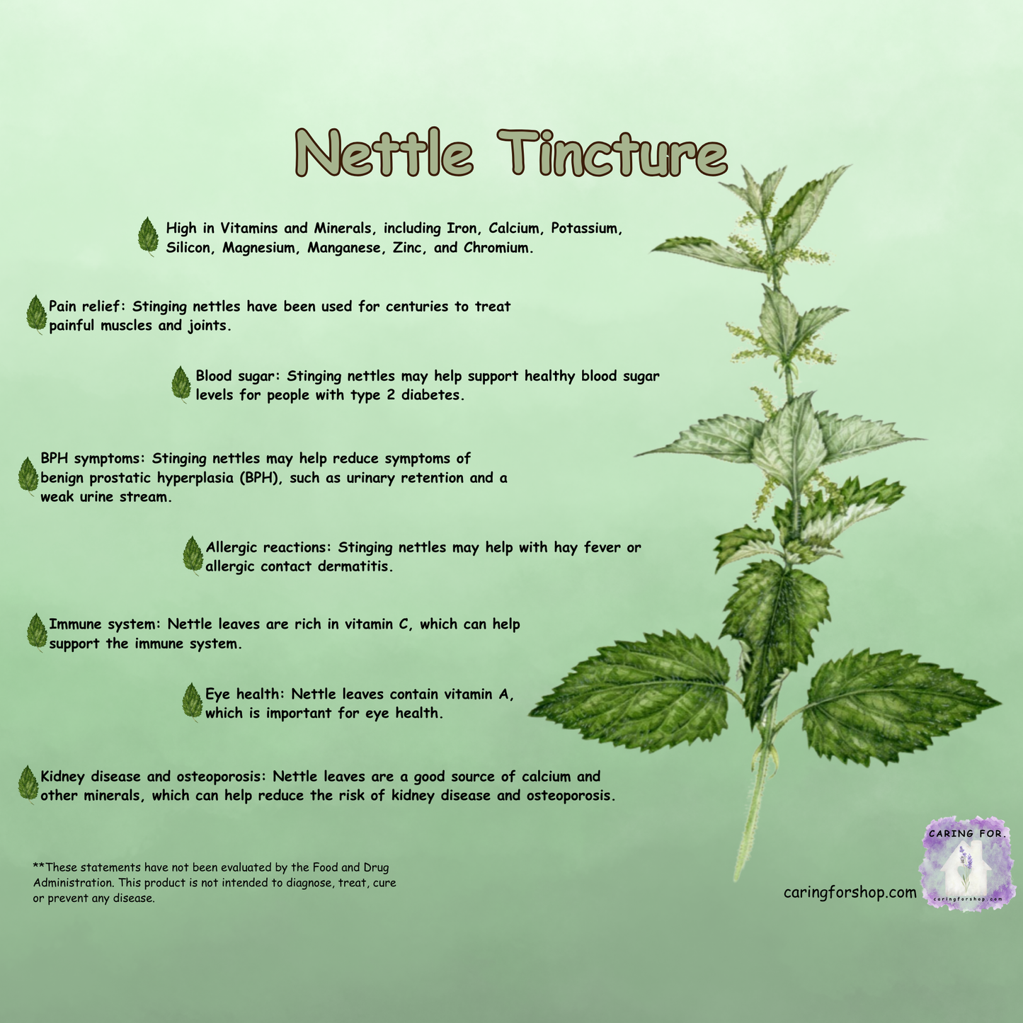 Nettle Tincture | 2oz | Apothecary by Caring For... | M/B/T